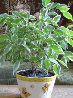 Ficus benjamina