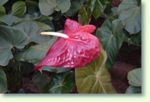 Anthurium