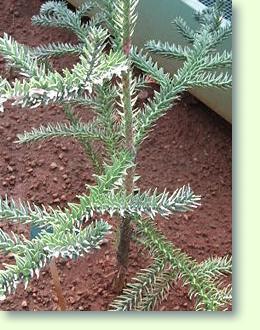 Araucaria montana