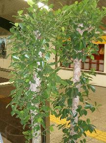 Ficus microcarpa