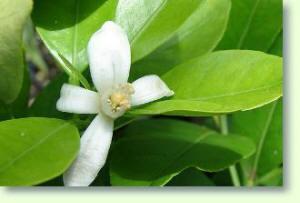 Citrus ×microcarpa Calamondin, kalamansi