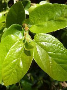 Ficus repens