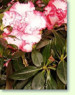 Rhododendron (Alpenrose)