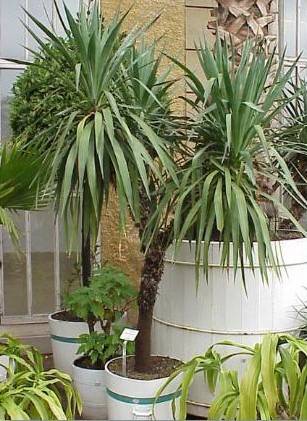 Yucca gloriosa