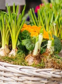 Zwiebelblumen