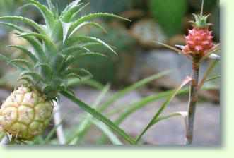Ananas