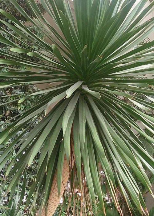 Drachenbaum (Dracaena) Pflege Pflanzenfreunde