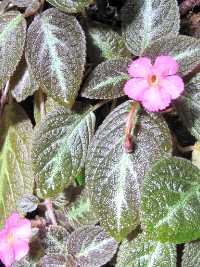 Episcia 