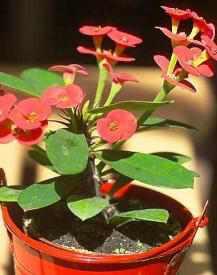 Euphorbia milii var. milii