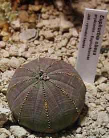 Euphorbia obesa