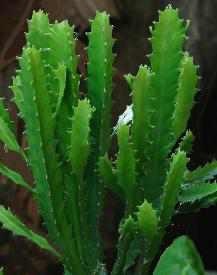 Euphorbia trigona