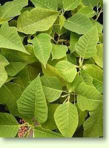 Zum vergrößern klicken Euphorbia pulcherrima
