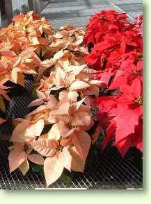 Zum vergrößern klicken Weihnachtsstern Hybrid / Pointsettia