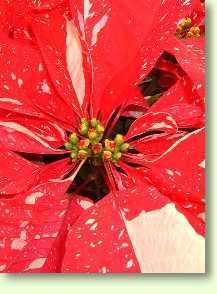 Zum vergrößern klicken Weihnachtskaktus Schlumbergera