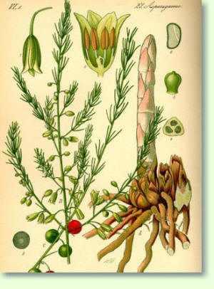 Asparagus officinalis