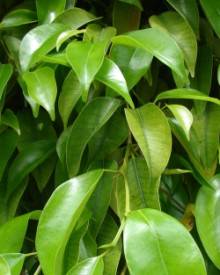 Ficus benjamina