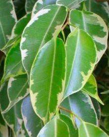 Ficus benjamina Golden King