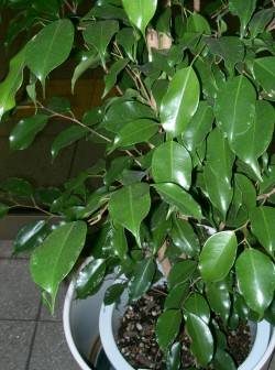 Ficus benjamina