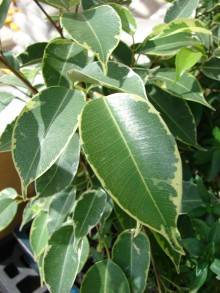 Ficus benjamina variegata