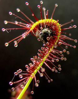 Drosera mit Insekt