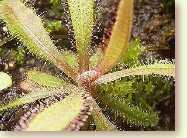 Drosera adelae