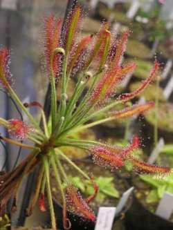 Drosera chrysolepis, Sonnentau