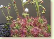 Drosera nitidula