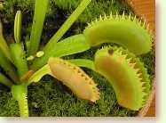 Dionaea muscipula, Venusfliegenfallen