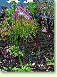 Zum vergrößern klicken Dionaea muscipula, Venusfliegenfalle