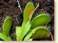 Dionaea muscipula, Venusfliegenfalle