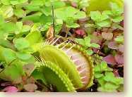 Dionaea muscipula, Venusfliegenfalle