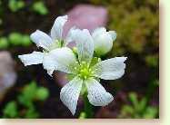 Dionaea muscipula, Blüte einer Venusfliegenfalle