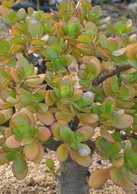 Geldbaum, Crassula ovata