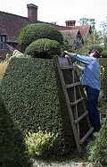 Schneiden einer Gartenhecke