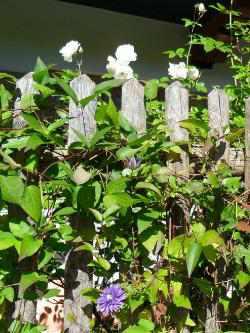 Gartenzaun: Qualität zahlt sich aus