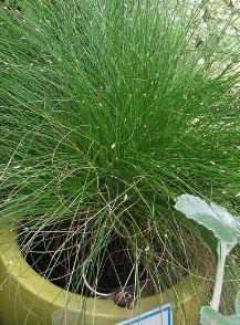 Isolepis cernua