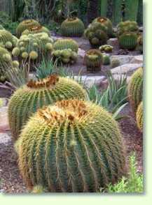 Echinocactus