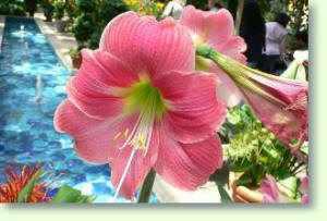 Amaryllis hippeastrum