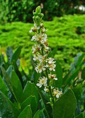 Lorbeerkirsche im Garten