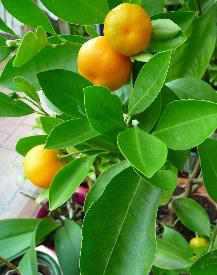 Citrus × microcarpa Calamondin, kalamansi