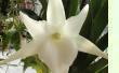 Angraecum