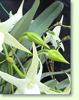 Angraecum Knospen