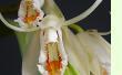 Coelogyne