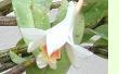 Dendrobium cariniferum