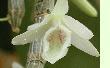 Dendrobium cretaceum