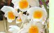 Orchideen online bestellen