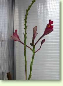 Zum vergrößern klicken Epidendrum radicans 'Ballerina'
