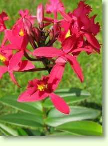 Epidendrum radicans 'Ballerina' 