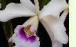 Orchideen online bestellen