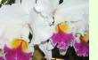 Laeliocattleya